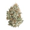 Buy Crazy Glue Hybrid Strain