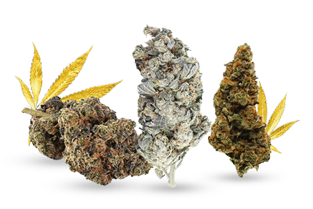 Dried Flower
