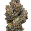 Tuna OG Kush Strain