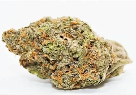 PEYOTE CRITICAL - Indica (AAAA)