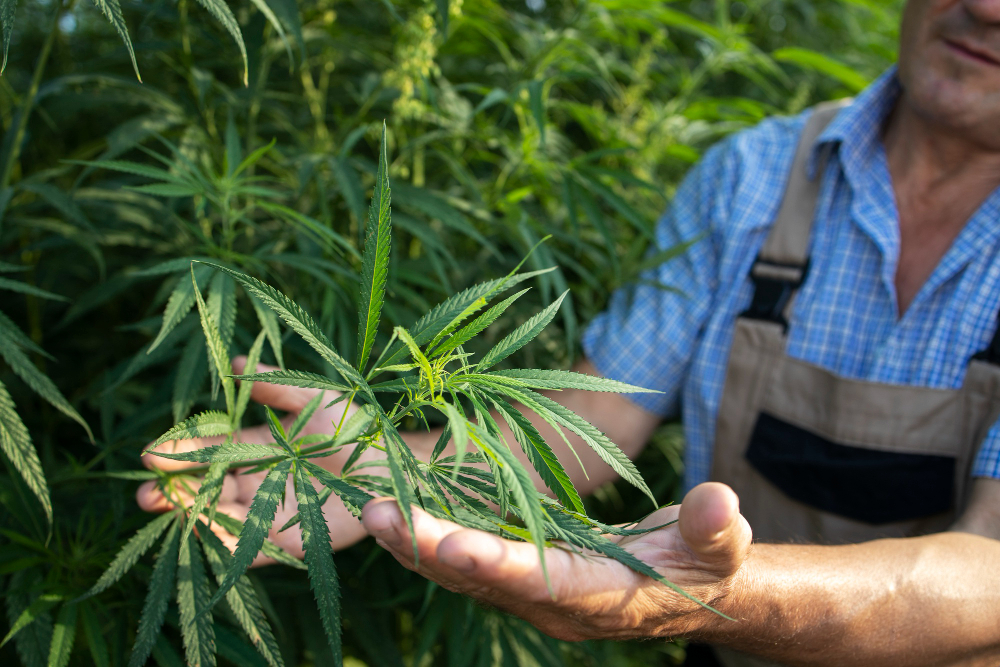 Good Weed vs Bad Weed