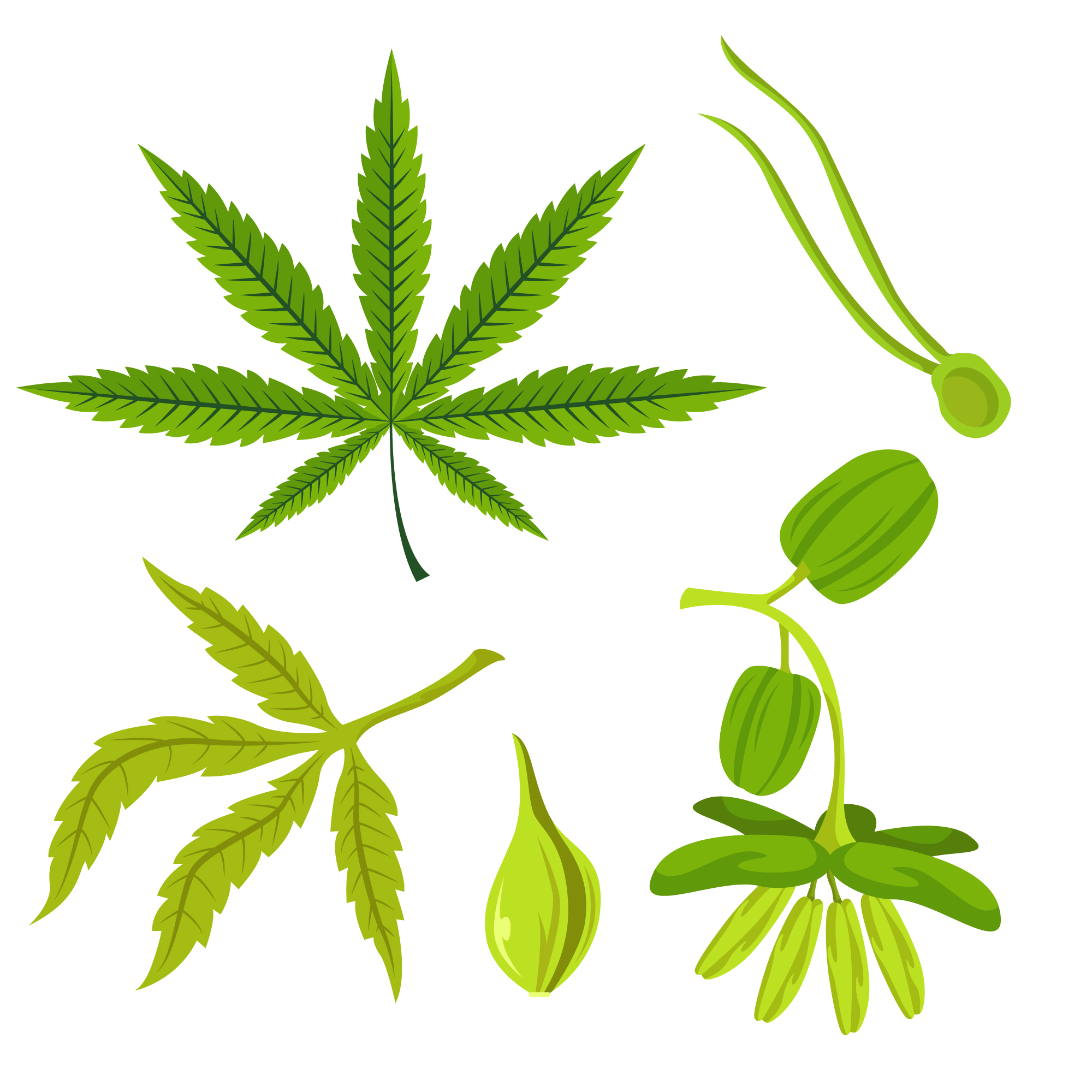 Organic Cannabis